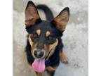 Adopt Coco a Black Shepherd (Unknown Type) / Mixed dog in Durango, CO (38791784)