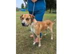 Adopt Stack a Tan/Yellow/Fawn Black Mouth Cur / Mixed dog in Gulfport