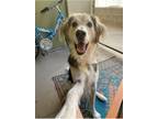 Adopt Topher (Courtesy) a Collie / Mixed dog in Denver, CO (38637826)