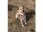 Adopt PELO a Tan/Yellow/Fawn Whippet / Mixed dog in Chico, CA (36793549)