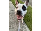 Adopt Charlie Bean a White - with Black Mutt / Mixed dog in Madison