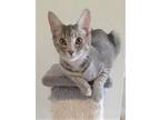 Adopt Bella a Gray, Blue or Silver Tabby Tabby (short coat) cat in Glendale