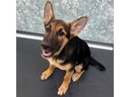 Adopt Pixel a Mixed Breed (Medium) / Mixed dog in Rancho Santa Fe, CA (38788070)