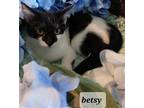 Adopt Betsy a Black & White or Tuxedo Domestic Shorthair / Mixed (short coat)
