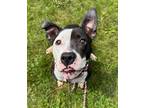 Adopt Sunflower a Black American Pit Bull Terrier / Mixed dog in Burton