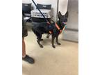 Adopt Robert a Black German Shepherd Dog / Mixed dog in Fort Worth
