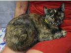 Adopt Twyla a All Black Domestic Shorthair / Domestic Shorthair / Mixed cat in