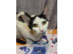 Adopt Wednesday a White Domestic Shorthair / Domestic Shorthair / Mixed cat in