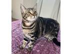 Adopt Swivel 4079 a Domestic Shorthair / Mixed cat in Vista, CA (38784235)