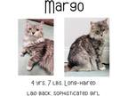 Adopt Margo a Domestic Longhair / Mixed (short coat) cat in Albany