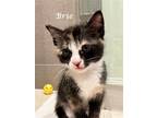 Adopt Baby BRIE a Calico / Mixed (short coat) cat in Monrovia, CA (38747227)