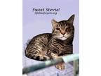 Adopt Sweet STEVIE a Domestic Shorthair / Mixed (short coat) cat in Monrovia