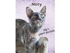 Adopt MISTY a Domestic Mediumhair / Mixed (medium coat) cat in Monrovia