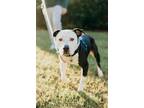 Adopt Jeff a Black - with White Pit Bull Terrier / Mixed dog in Richmond