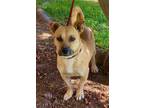 Adopt Watson a Mixed Breed (Medium) / Mixed dog in Rancho Santa Fe