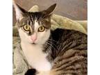 Adopt Tobi a Brown Tabby Domestic Shorthair / Mixed (short coat) cat in Los