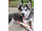 Adopt Grayson a Gray/Silver/Salt & Pepper - with White Husky / Mixed dog in