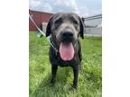 Adopt Shadow #12 a Black - with Gray or Silver Labrador Retriever / Mixed dog in