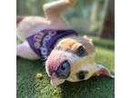 Adopt Jude a Pit Bull Terrier / Mixed dog in Birmingham, AL (38723654)