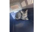 Adopt Ferb - IN FOSTER a Gray or Blue Domestic Mediumhair / Domestic Shorthair /