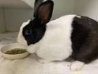 Adopt Wabby Wabbit a Other/Unknown / Mixed rabbit in Brooklyn, NY (38785982)