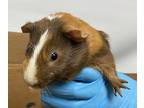 Adopt Tawney a Guinea Pig small animal in Brooklyn, NY (38785978)