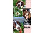 Adopt MO/Logan (TX) a Brown/Chocolate - with White Brittany / Mixed dog in St