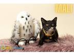 Adopt Mali a All Black Domestic Mediumhair / Domestic Shorthair / Mixed cat in