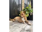 Adopt Jasper a Red/Golden/Orange/Chestnut - with White Australian Cattle Dog /