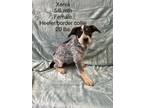 Adopt Zenia a Black Australian Cattle Dog / Mixed dog in Marshall, TX (38768090)