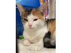 Adopt Bobbie a Domestic Shorthair / Mixed (short coat) cat in Hartford City