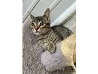 Adopt Jenson a Domestic Shorthair / Mixed (short coat) cat in Hartford City