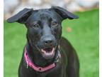 Adopt Pippi (Texas Only) a Black Labrador Retriever / Hound (Unknown Type) /
