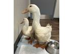 Adopt Lake a Duck bird in Escondido, CA (38720197)