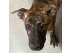 Adopt Ophelia a Brindle Mixed Breed (Medium) / Mixed dog in Las Cruces
