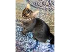 Adopt Recliner 4080 a Domestic Shorthair / Mixed cat in Vista, CA (38784234)