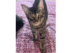 Adopt Futon 4081 a Domestic Shorthair / Mixed cat in Vista, CA (38784233)