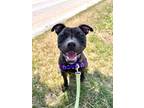 Adopt Dandelion a Pit Bull Terrier / Mixed dog in Sheboygan, WI (38627692)