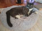 Adopt Rain Cloud a Domestic Shorthair / Mixed cat in New York, NY (38784082)
