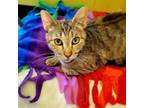 Adopt Osia a Brown or Chocolate Domestic Shorthair / Mixed cat in Ridgeland