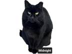 Adopt Midnight a Domestic Short Hair