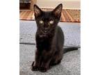 Adopt Tamarind a All Black Bombay / Mixed (short coat) cat in Long Beach