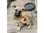 Adopt Sassafras a Black Mouth Cur, Mixed Breed