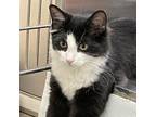 Adopt Leia a All Black Domestic Shorthair / Mixed cat in Georgina, ON (38633570)