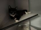 Adopt a Domestic Mediumhair / Mixed cat in Pomona, CA (38783697)