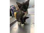 Adopt a Domestic Mediumhair / Mixed cat in Pomona, CA (38783696)