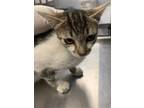 Adopt a Domestic Shorthair / Mixed cat in Pomona, CA (38783695)