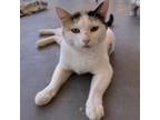 Adopt Ladybug a Calico or Dilute Calico Domestic Shorthair / Mixed cat in Salt