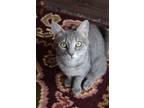 Adopt Lottie-Courtesy Post! a Gray, Blue or Silver Tabby Domestic Shorthair /