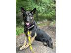 Adopt Linda a German Shepherd Dog / Mixed dog in Oakland, NJ (38629861)